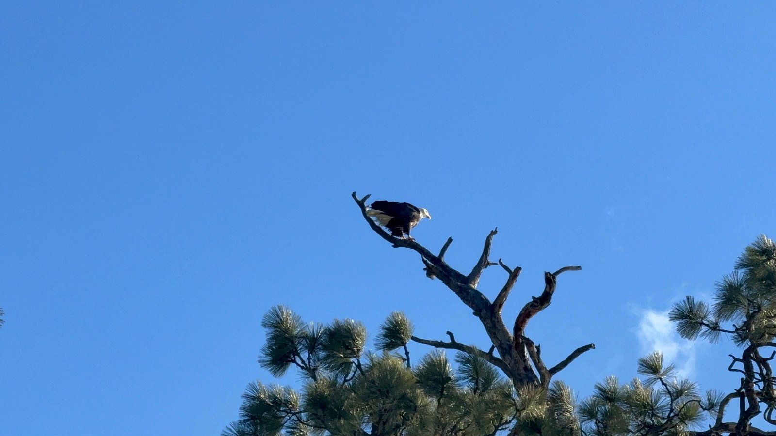 Bald eagle soaring over Eagle's Bluff estate on Flathead Lake, Montana