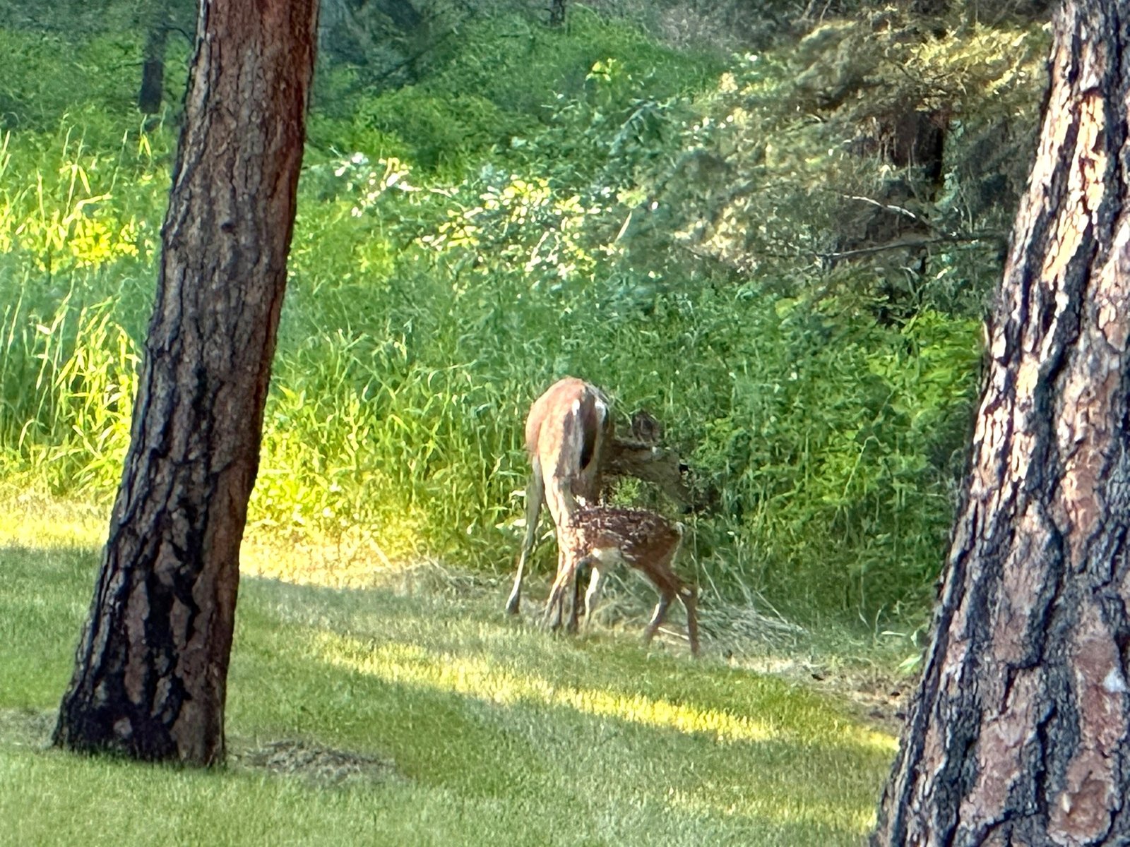 Fawn with mother deer at Eagle's Bluff estate — wildlife near Polson, Montana