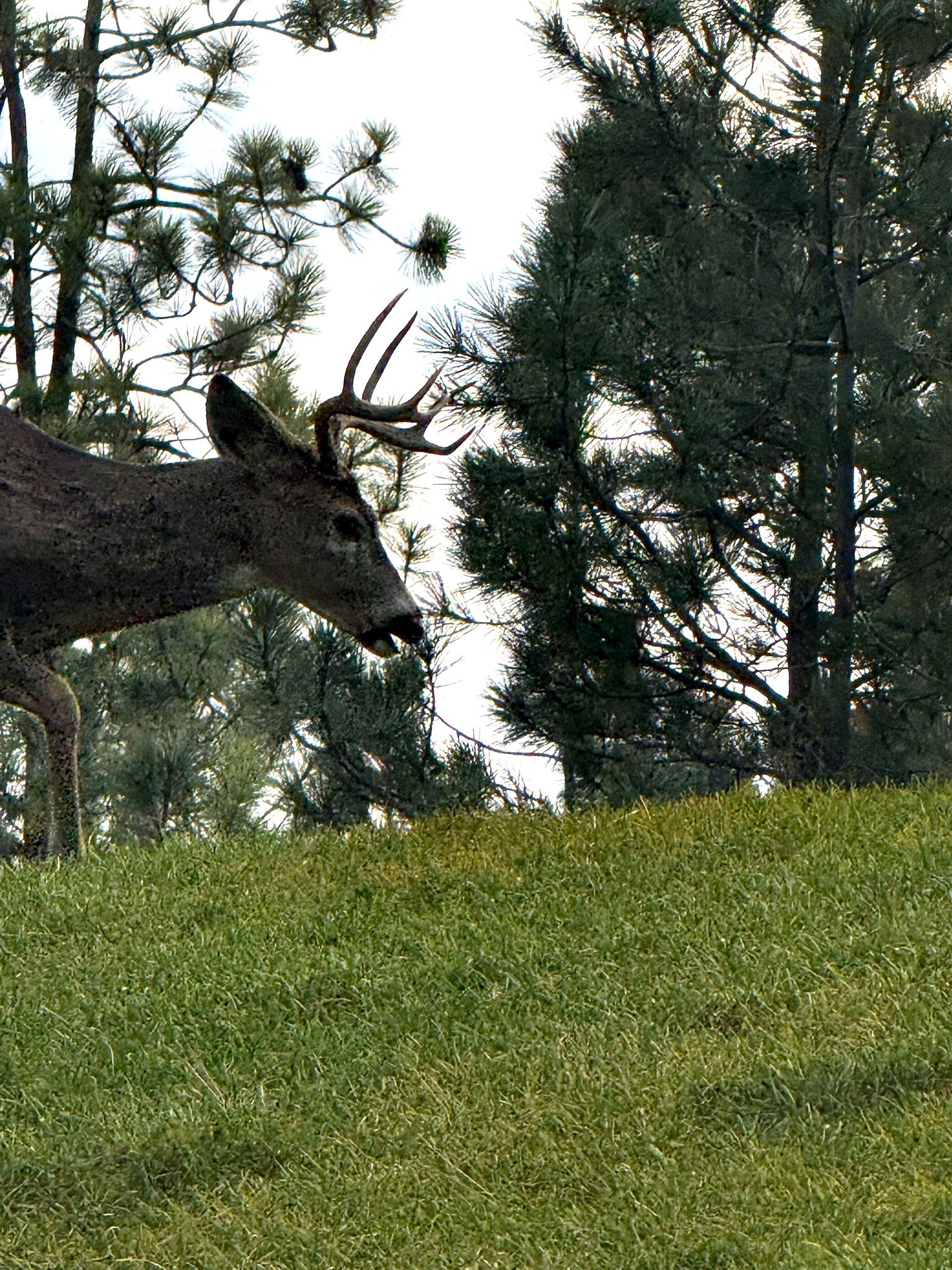 Montana wildlife at Eagle's Bluff private peninsula estate on Flathead Lake