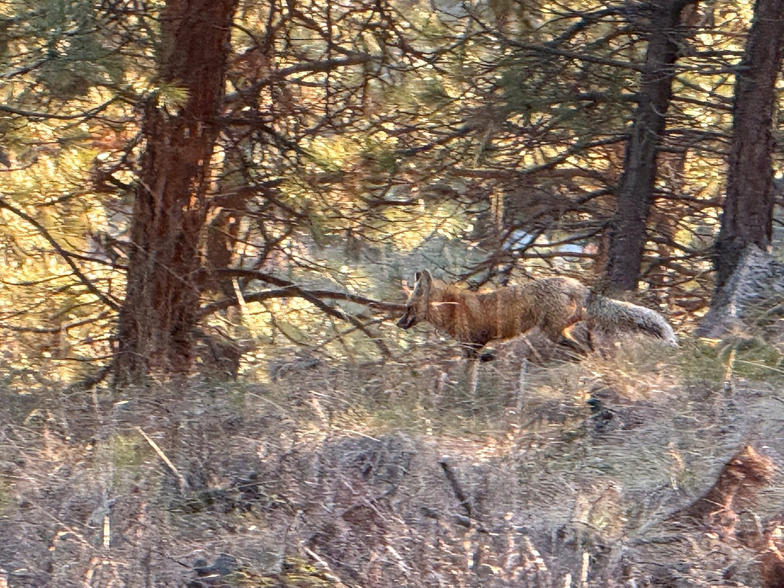 Red fox on the grounds of Eagle's Bluff luxury estate near Polson, Montana