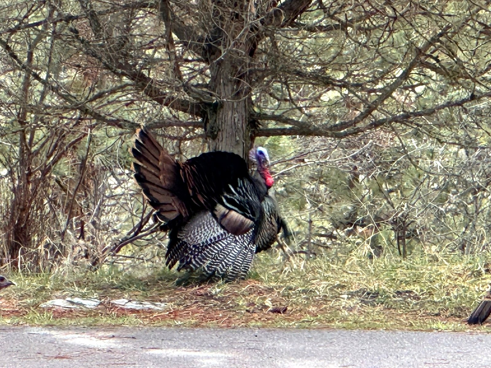 Tom turkey displaying at Eagle's Bluff — Montana wildlife on Flathead Lake